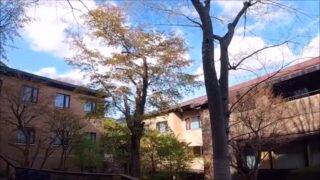 箱根ゆとわの東棟と西棟に囲まれたナカニワ