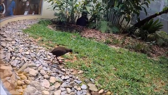クイナの森の観察ブースで間近に見たヤンバルクイナ
